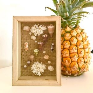 Rare Hawaiian Sea Shell Shadowbox